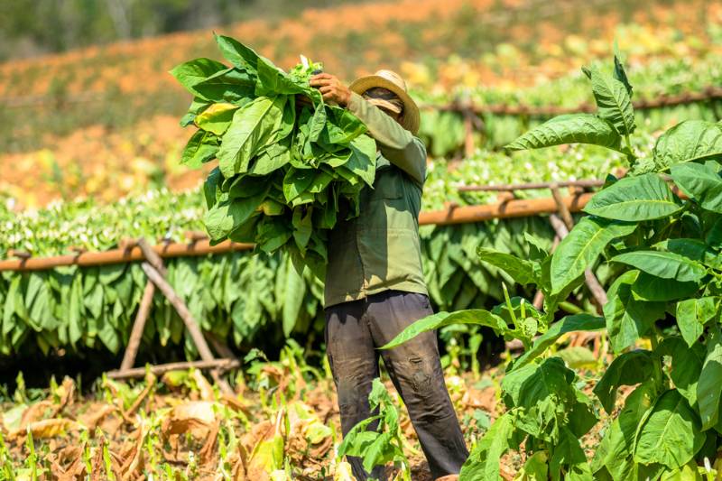 Tobacco plus expo 2021 las vegas | tobacco farmer collect leaves man working | tobacco plus expo 2021