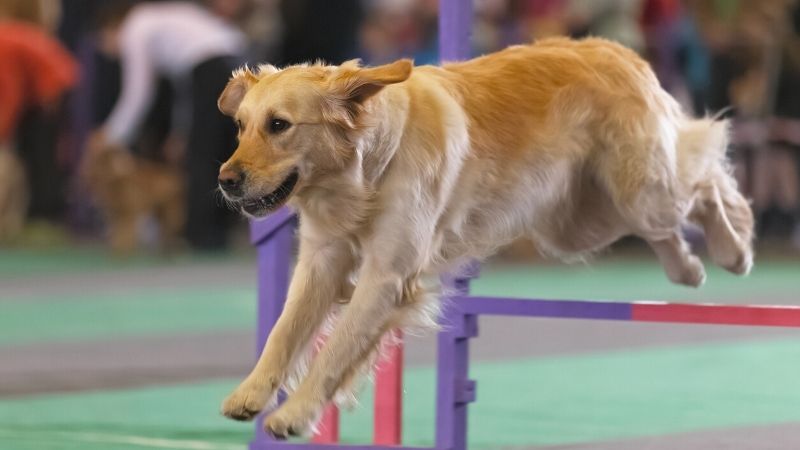 Golden retriever leap over fence dog | superzoo west 2021